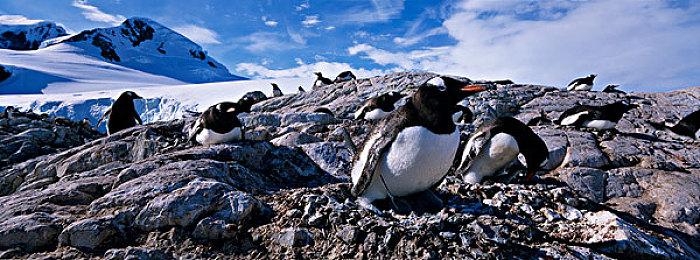 戏剧性策略游戏《大恶人千金 枭雌百合战记》 现已正式发布体验版！