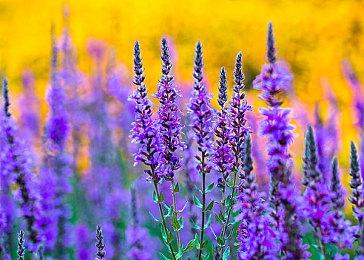 Steam卡牌对战游戏《天行镖客》破茧成蝶ing，近期有折扣优惠哦！