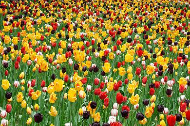 2024年夏日游戏节参展厂商公布 包含腾讯、网易、米哈游等